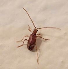 Ptinus