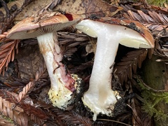 Cortinarius adonis