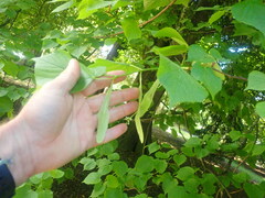 Tilia × europaea