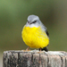 Northeastern Yellow Robin - Photo (c) Julien Renoult, some rights reserved (CC BY), uploaded by Julien Renoult