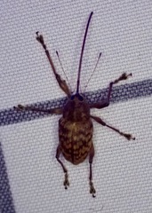 Curculio