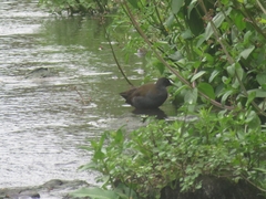 Pardirallus sanguinolentus