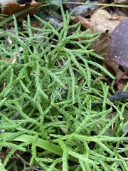 Diphasiastrum complanatum