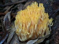 Ramaria sandaracina