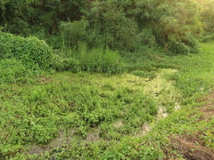 Lemna aequinoctialis
