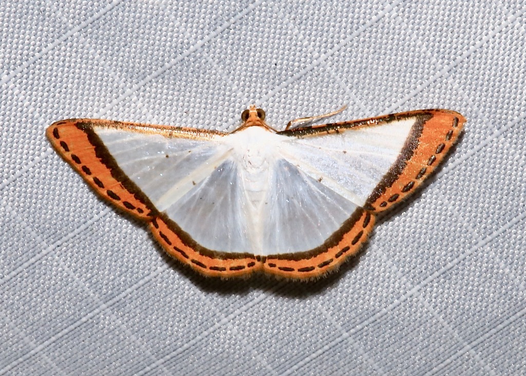 Leuciris latimargo