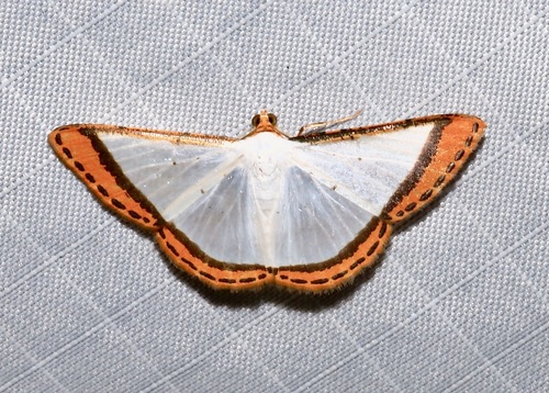 Leuciris latimargo