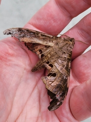 Marumba spectabilis