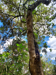 Aegiphila ferruginea