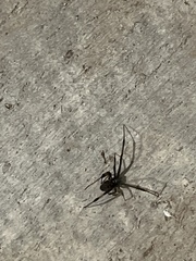 Latrodectus