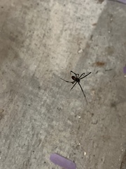 Latrodectus