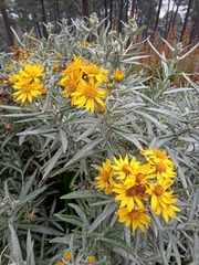 Senecio cinerarioides