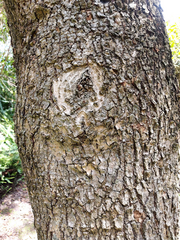 Aegiphila ferruginea