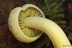 Gymnopilus punctifolius