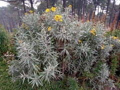 Senecio cinerarioides