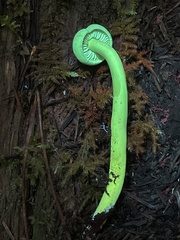 Gymnopilus punctifolius