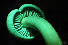 Gymnopilus punctifolius