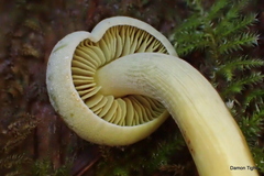 Gymnopilus punctifolius
