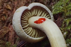 Gymnopilus punctifolius