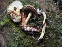 Gymnopilus punctifolius