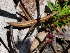 Vandiemenella viatica