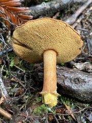 Chalciporus