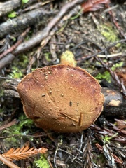 Chalciporus