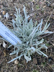 Pseudognaphalium beneolens