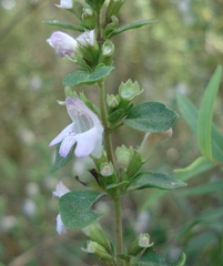 Clinopodium carolinianum