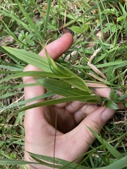 Pterostylis