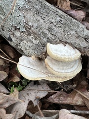 Trametes pubescens
