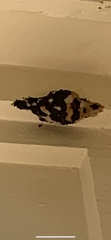 Syngrapha rectangula
