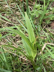 Pterostylis