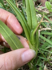 Pterostylis