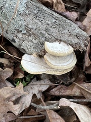 Trametes pubescens