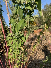 Chenopodium album