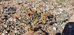 Anabasis brevifolia