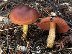 Cortinarius smithii