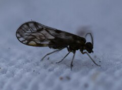 Philotarsus californicus