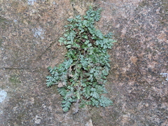 Asplenium montanum