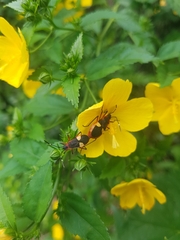 Dysdercus albofasciatus