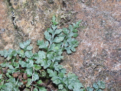 Asplenium montanum