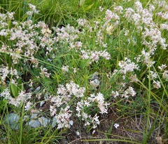 Asperula