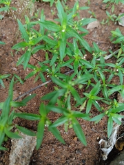 Oldenlandia corymbosa