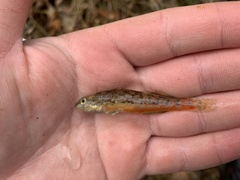 Yoknapatawpha Darter photo 3