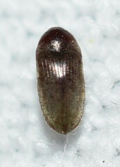 Throscidae