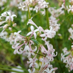 Asperula