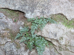 Asplenium montanum