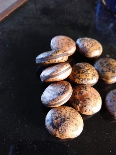 Mucuna gigantea observed 2022-11-23