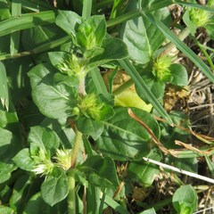 Alternanthera pungens